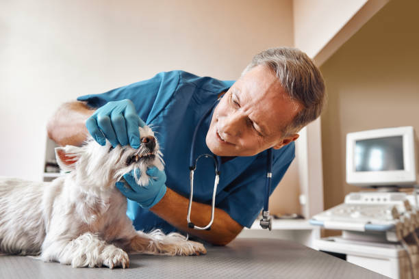 Best Emergency Root Canal Therapy in Old Bethpage, NY